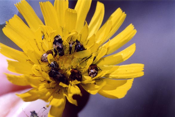 Anthrenus verbasci (Coleottero, Dermestidae)